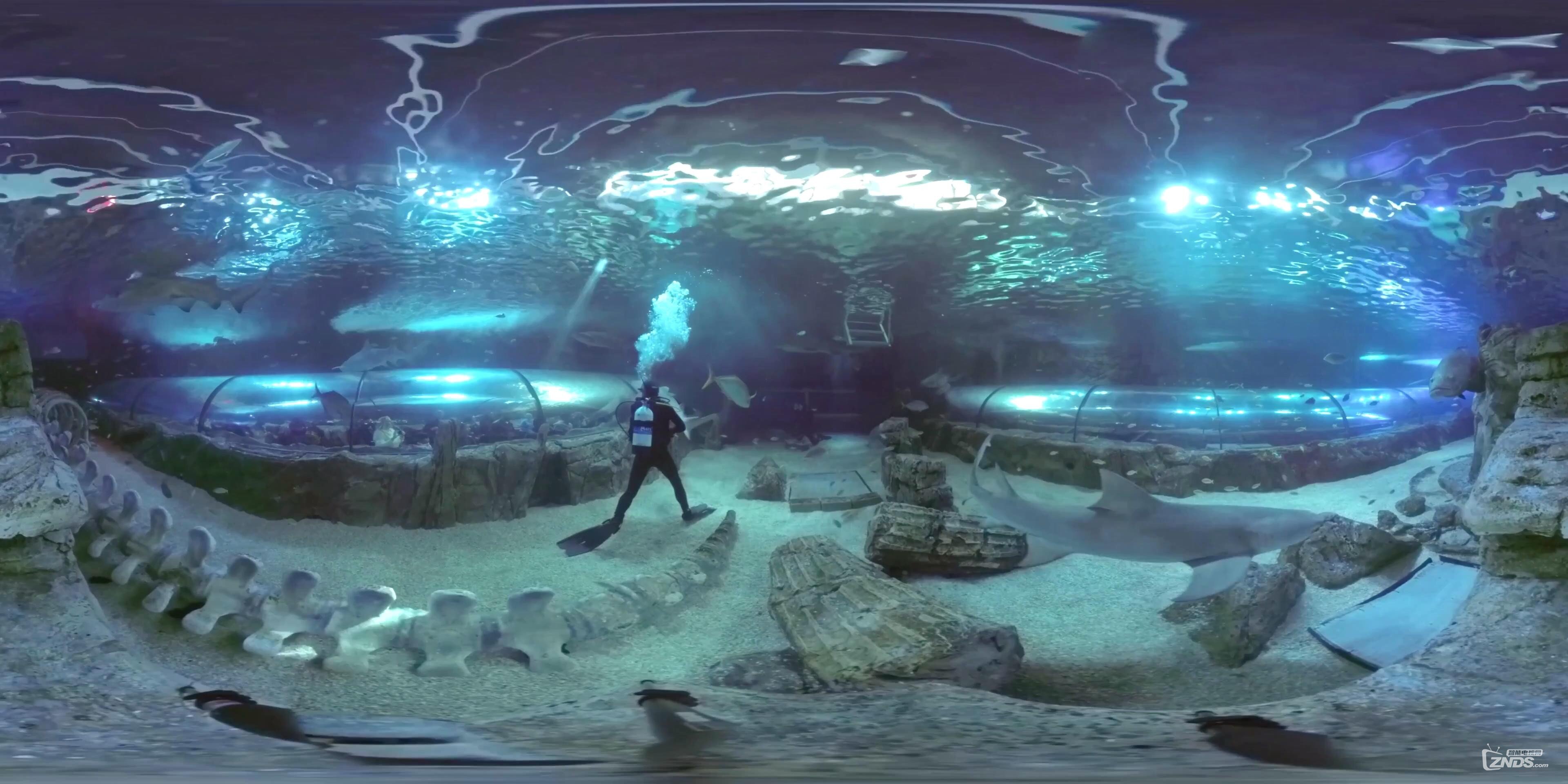 SEA LIFE Sydney Aquarium - Shark Tank 360 VR Underwater Video_201698211833.JPG