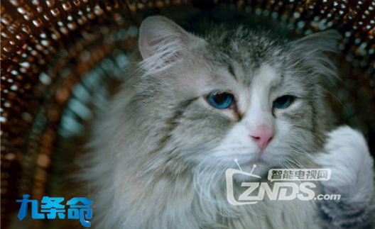 一个冷漠，任性，傲娇的霸道总裁遇上蠢萌喵星人！