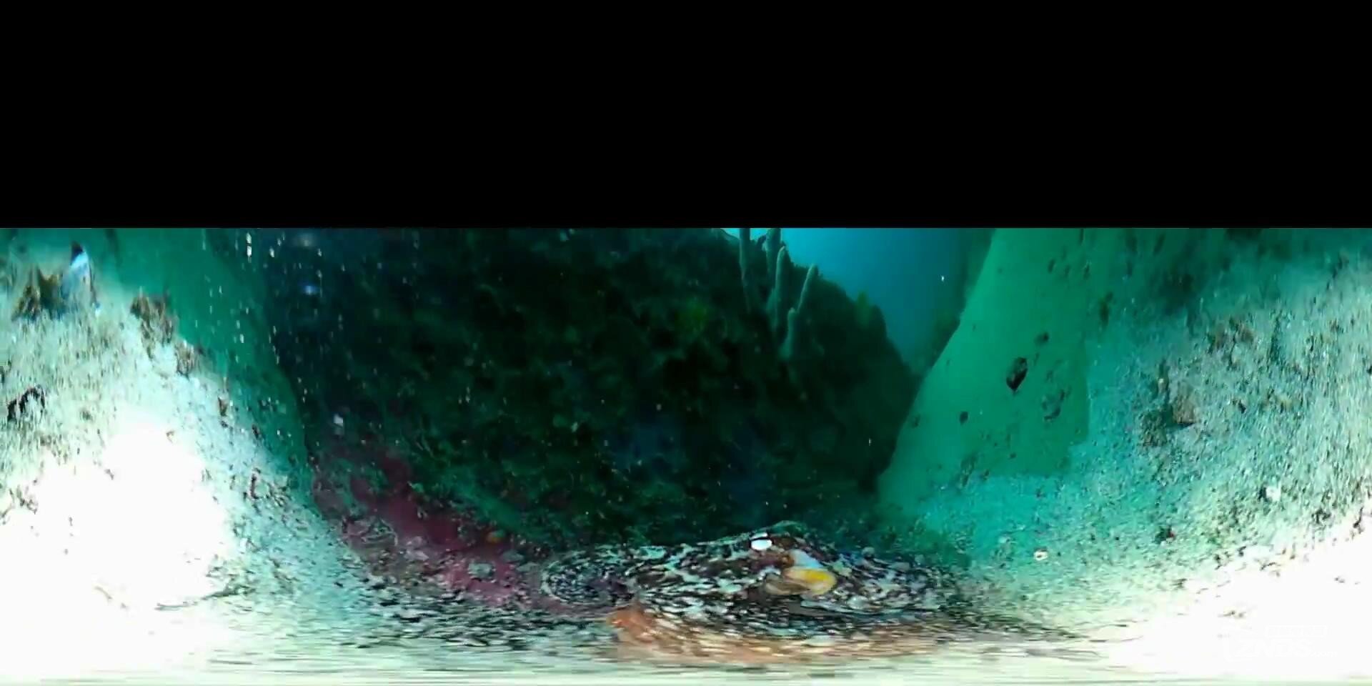 739-360 VR - Octopus Den at Mary's Reef_20160913233200.JPG