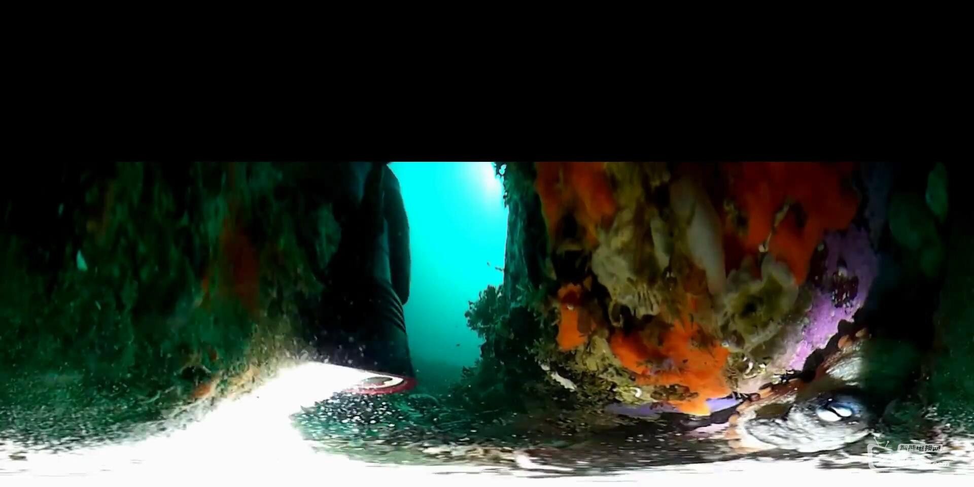 739-360 VR - Octopus Den at Mary's Reef_20160913233156.JPG