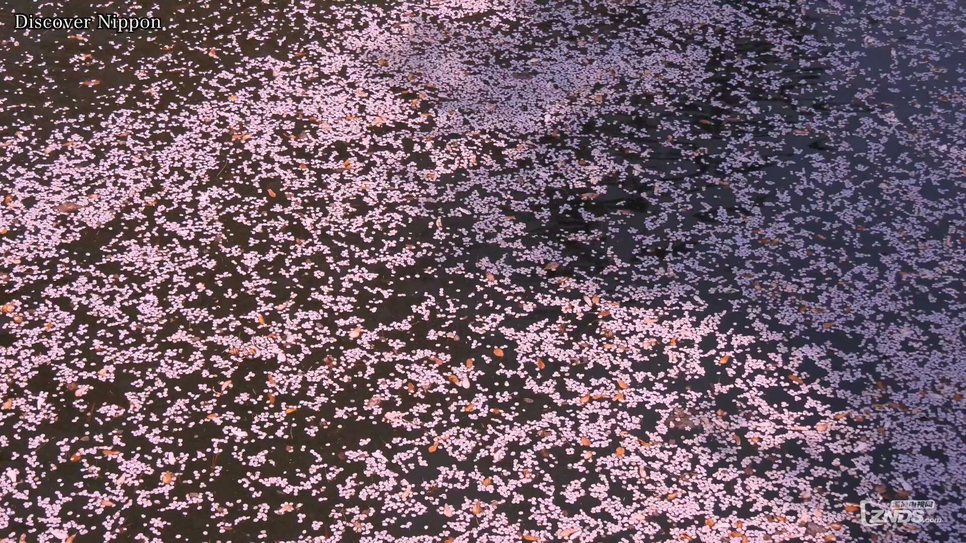 弘前公園の満開の桜 2160p Mp4 1 04g 4k资源交流 Znds