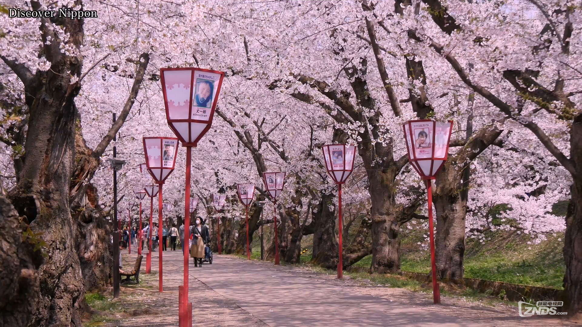 弘前公園の満開の桜 2160p Mp4 1 04g 4k资源交流 Znds