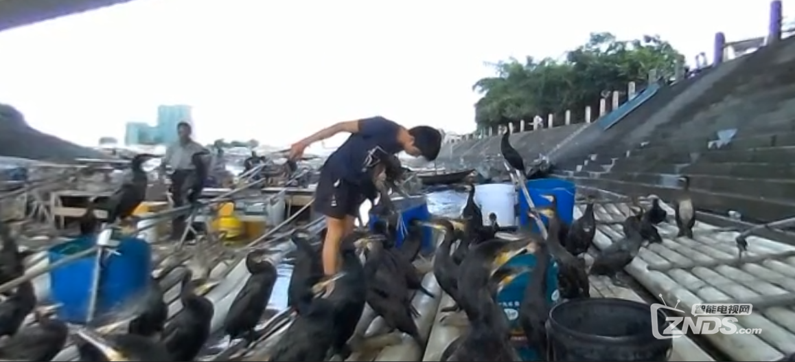 全景视频：北海准备捕鱼的鸬鹚