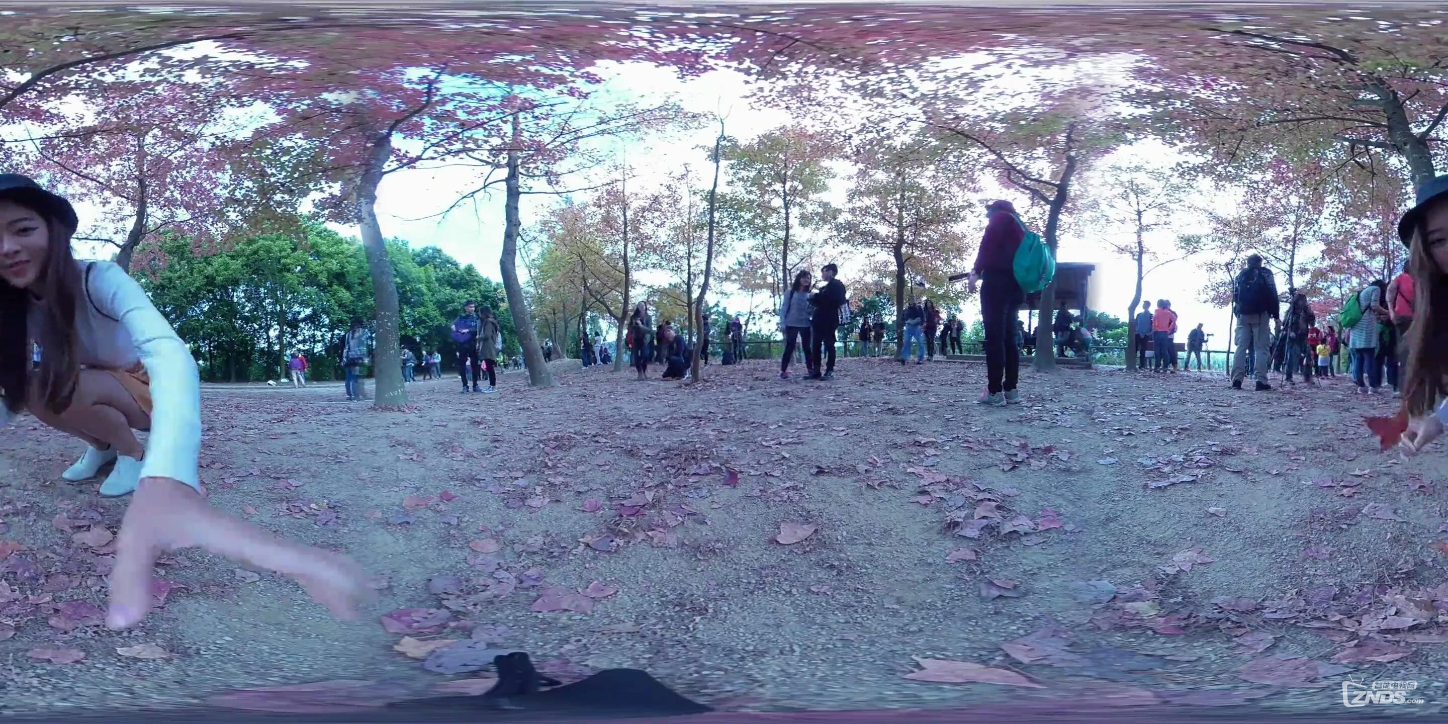 全景视频：美女带你郊游看红叶