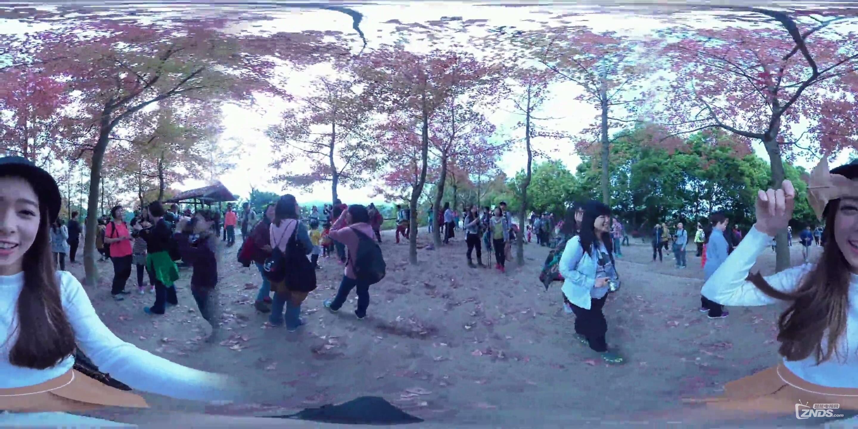 全景视频：美女带你郊游看红叶