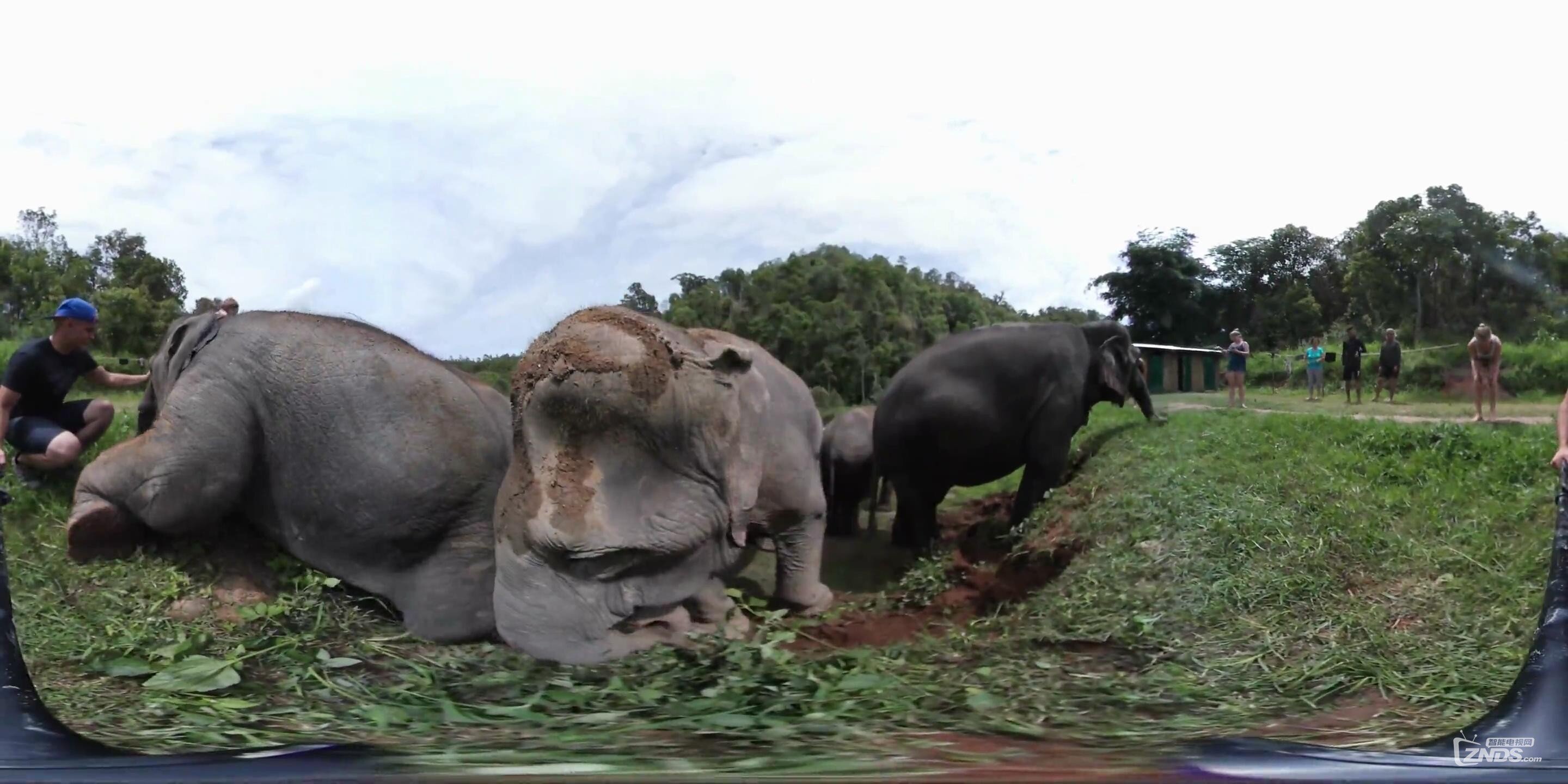 穿上比坚尼与大象玩游戏！没想到去泰国还能这样玩！壕的泰好玩之旅@泰国大象保护区_20.jpg