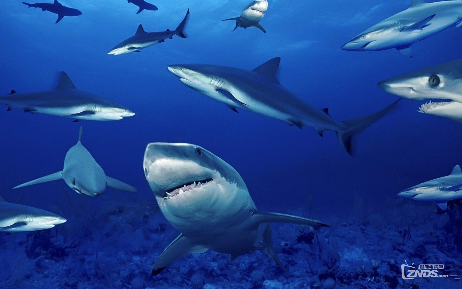 vr360全景4k海难船旁潜水员遭遇鲨鱼群2160pm