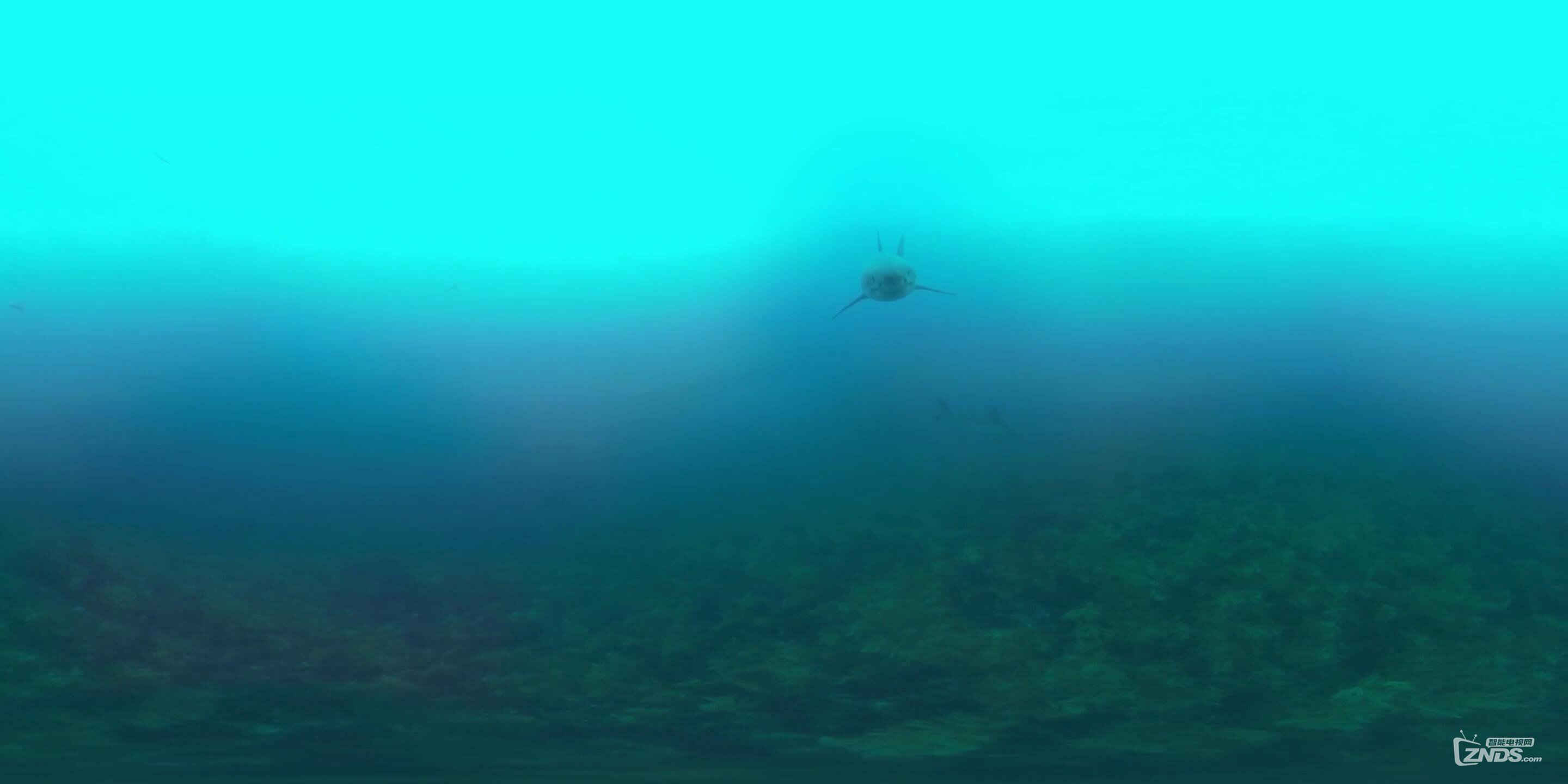 360度VR体验浅滩游泳的鲨鱼_20161117124228.JPG