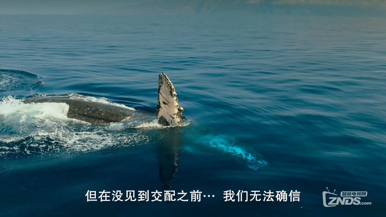 2016欧美纪录片座头鲸bt网盘下载bd720p英语中字