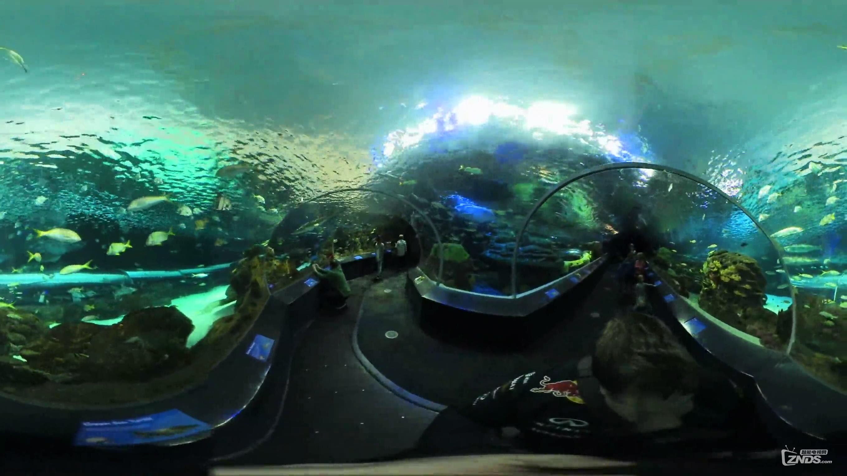 【VR带你游世界】瑞普利水族馆隧道@加拿大多伦多_20170116101612.JPG