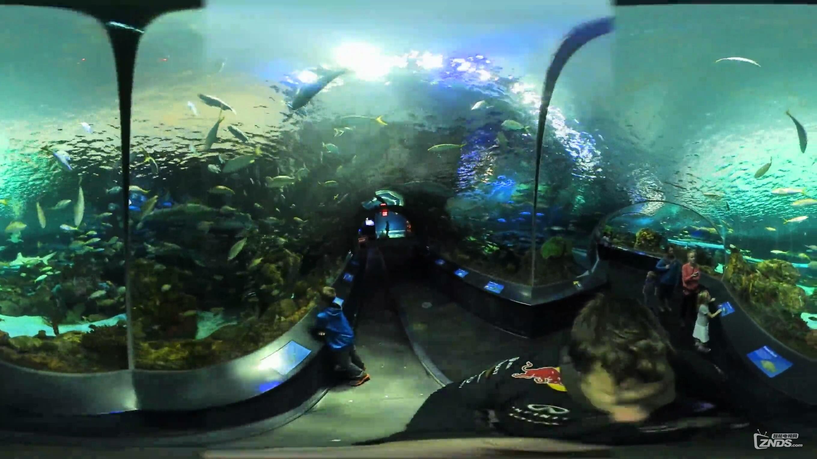 【VR带你游世界】瑞普利水族馆隧道@加拿大多伦多_20170116101618.JPG