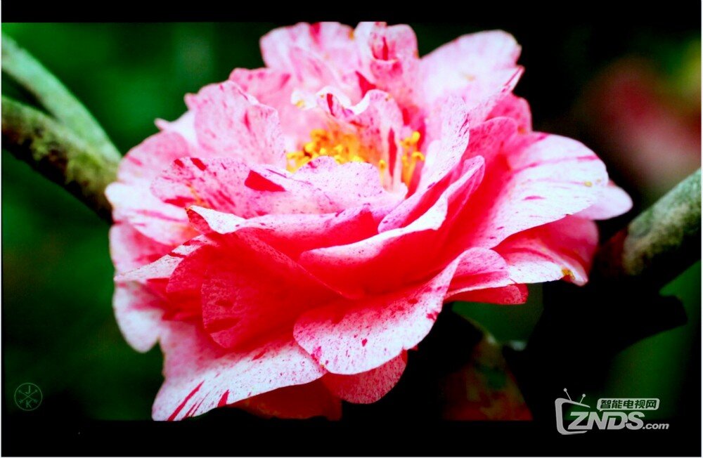 中国"芯"好画质——创维55G8200电视体验评测