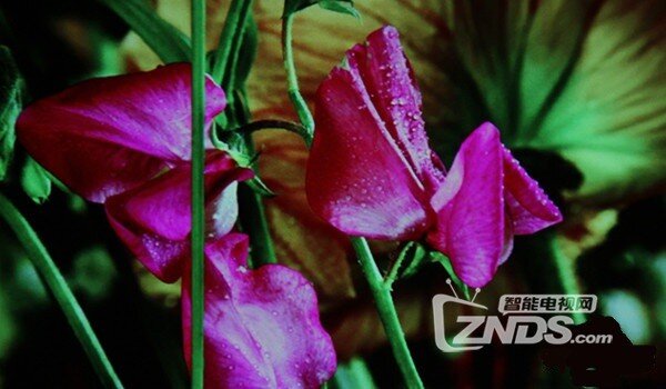 神笔助阵，高效办公——神画TT-P触控投影评测