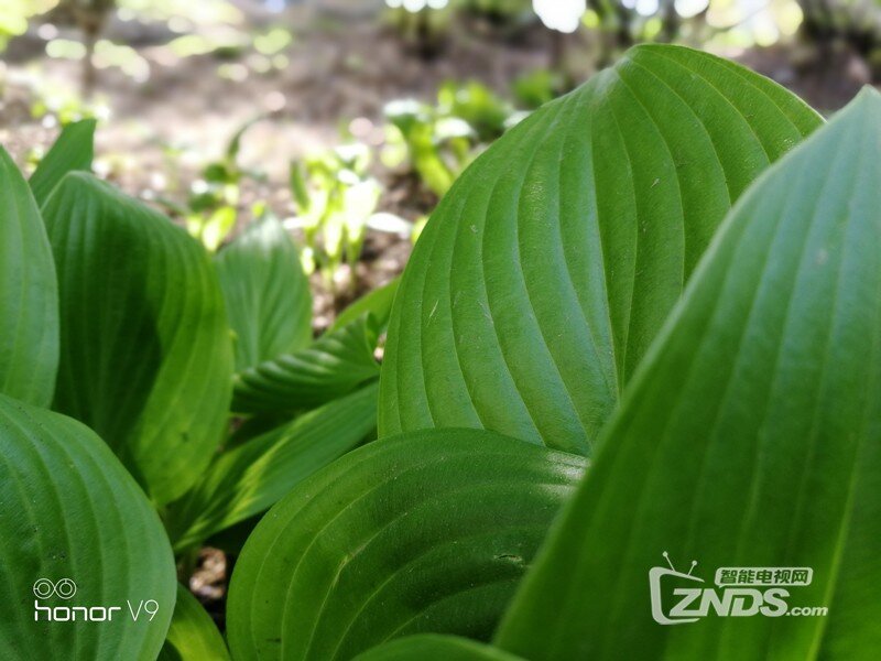 瞧瞧人家的快与美！一个魅友的荣耀V9体验评测