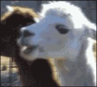 473b15c3jw1ehkl5bcwy0g205k04ytu2.gif