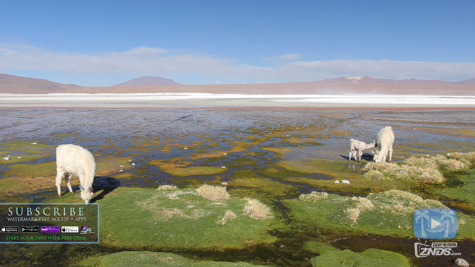 Wildlife Wonders of South America  4K RELAXATION VIDEO Chile &amp; Bolivia (Nature S.png