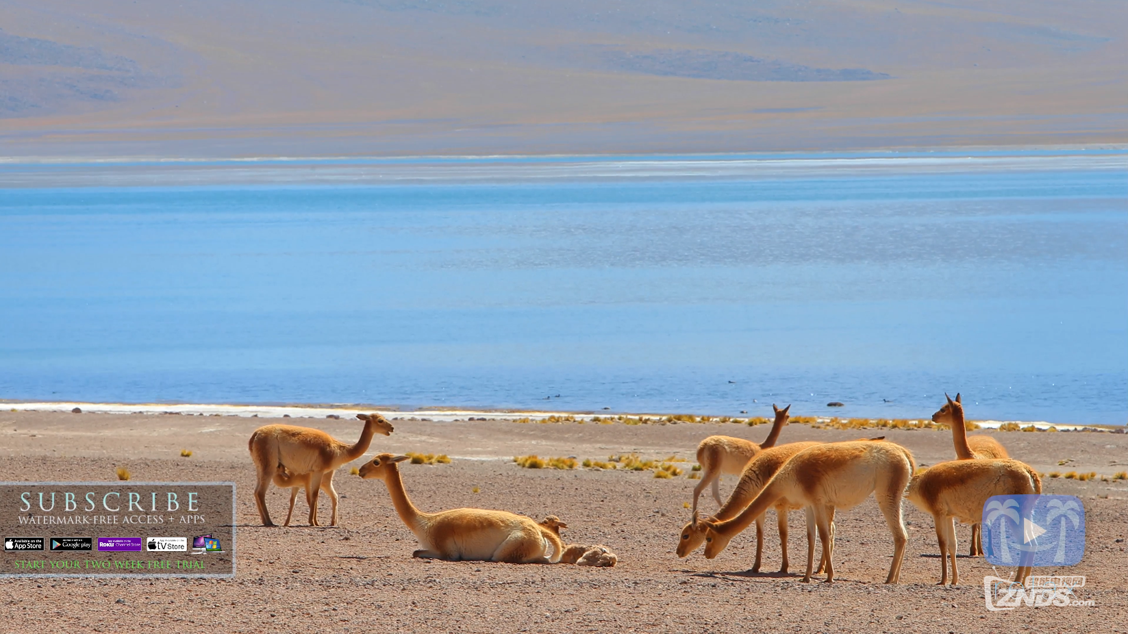 Wildlife Wonders of South America  4K RELAXATION VIDEO Chile &amp; Bolivia (Nature S.png