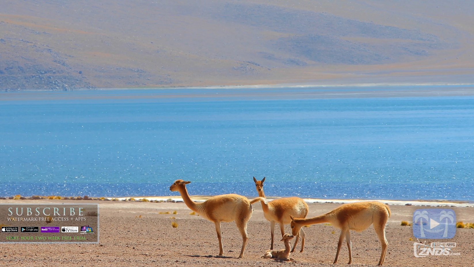 Wildlife Wonders of South America  4K RELAXATION VIDEO Chile &amp; Bolivia (Nature S.png