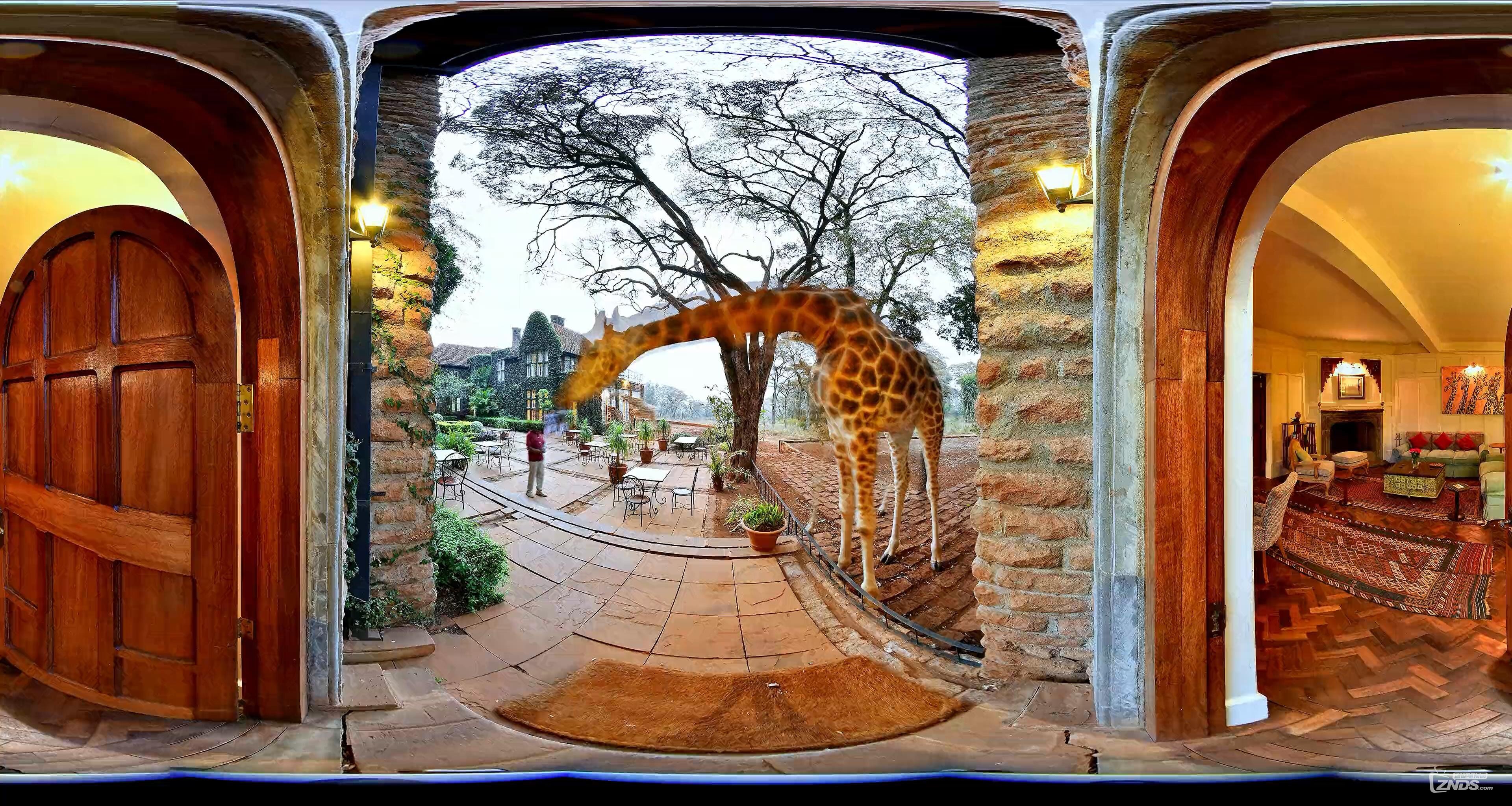[vr360°全景] 肯尼亚长颈鹿庄园vr视频下载
