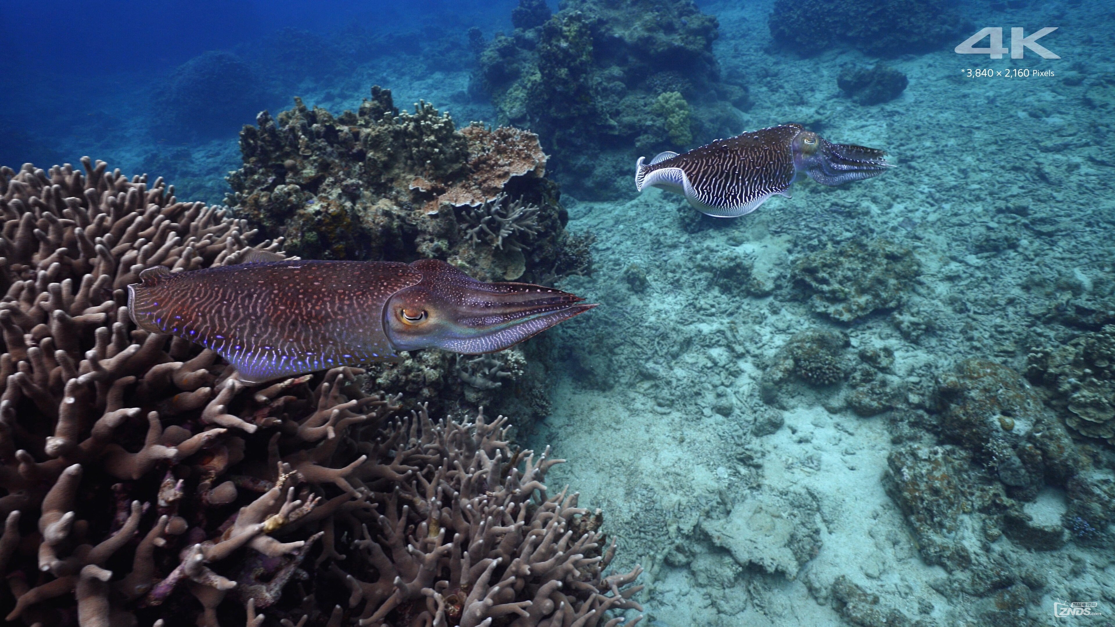 SONY.4K.DEMO_Beautiful.Sea.In.Okinawa.mkv_20170829_144344.347.jpg