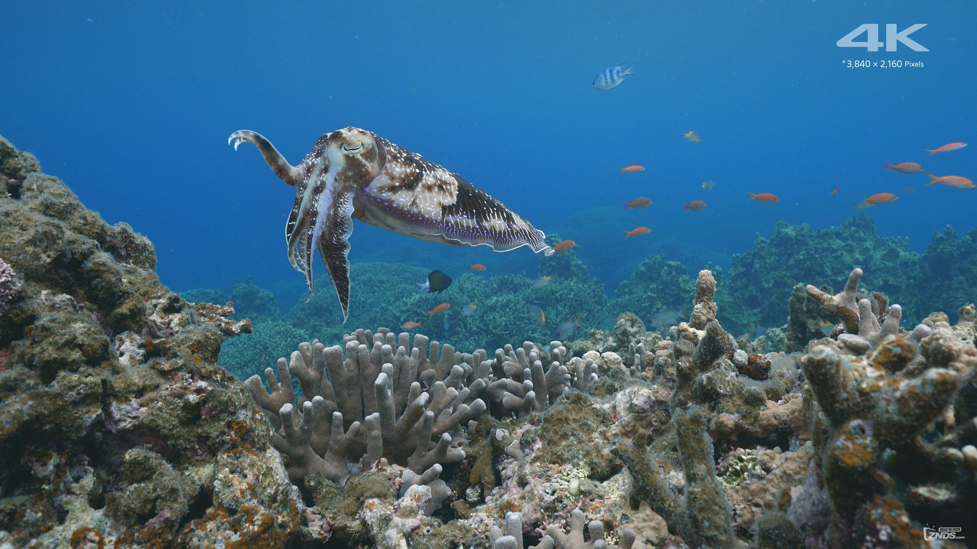 SONY.4K.DEMO_Beautiful.Sea.In.Okinawa.mkv_20170829_144956.186.jpg