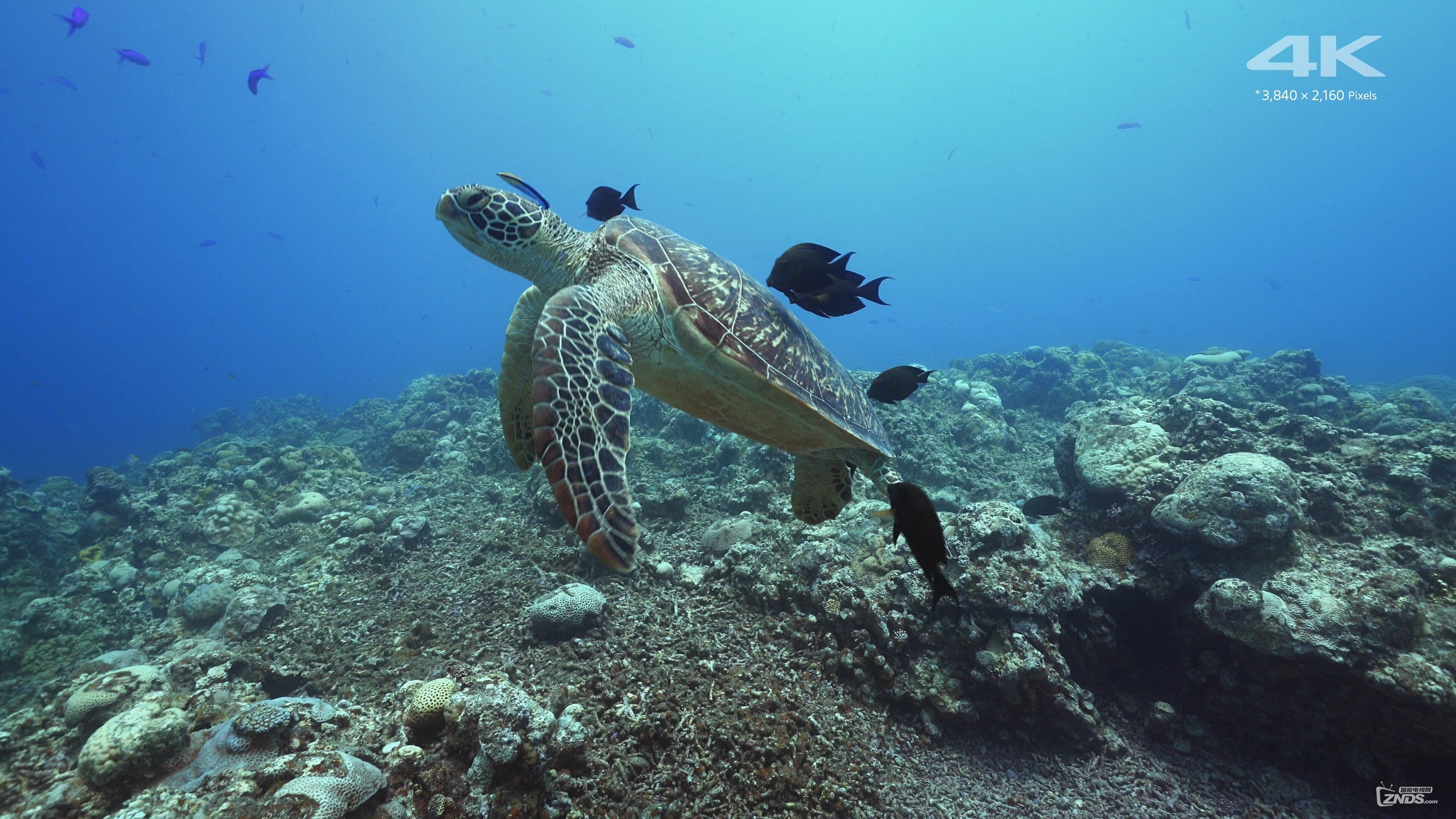 SONY.4K.DEMO_Beautiful.Sea.In.Okinawa.mkv_20170829_145010.282.jpg