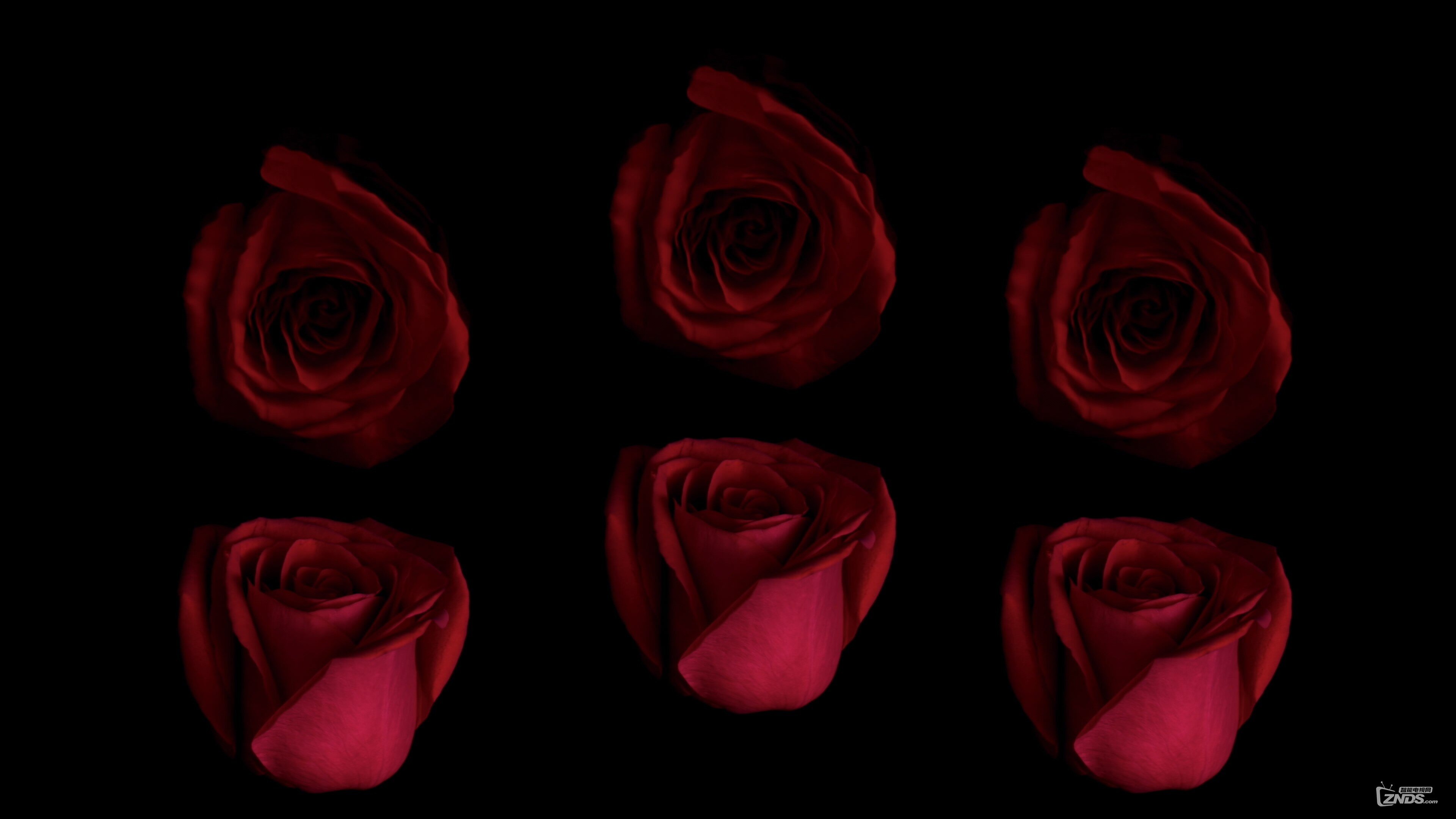 LG.OLED.4K.DEMO_Art.of.Essence.ts_20171008_210659.276.jpg
