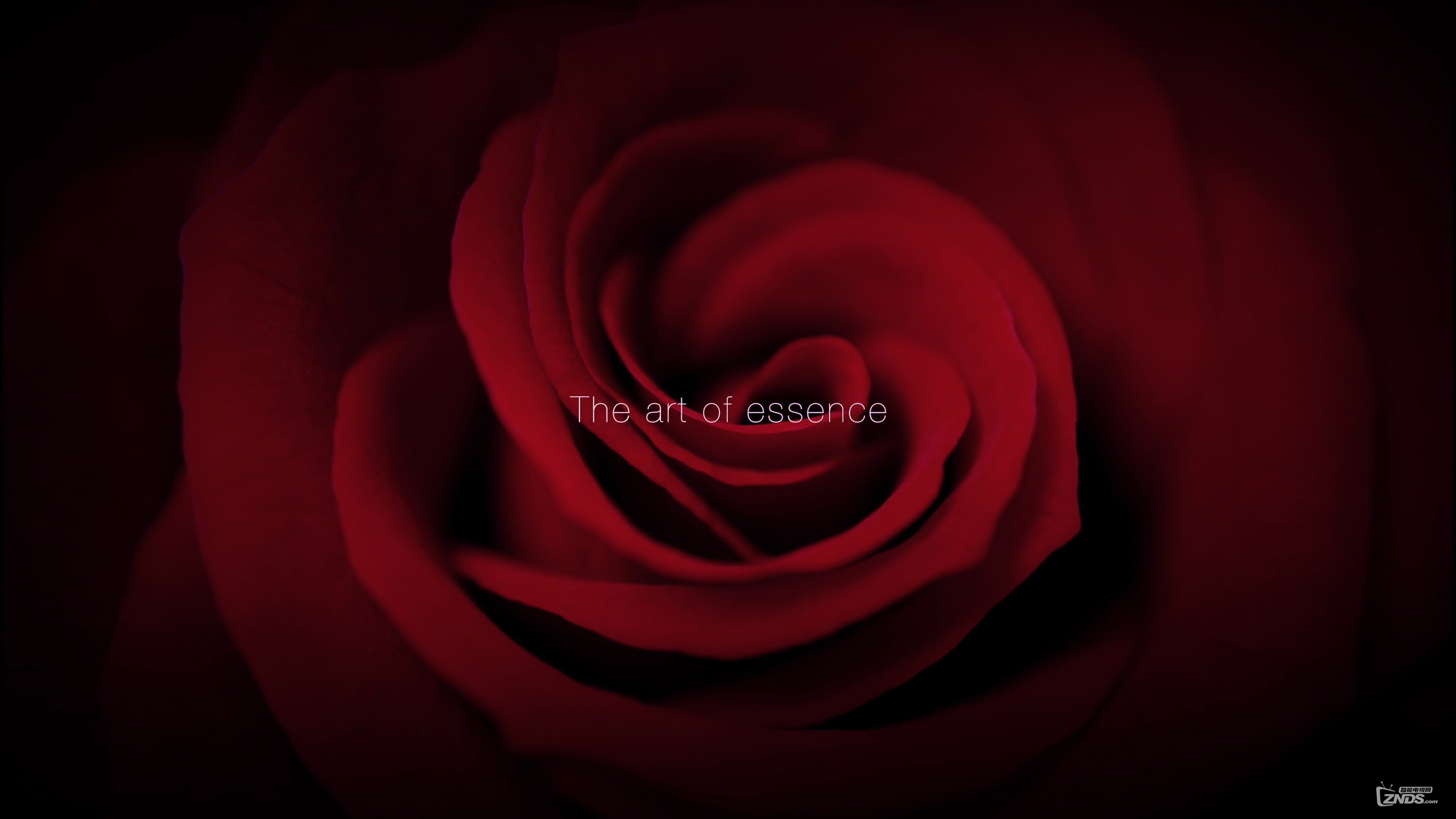 LG.OLED.4K.DEMO_Art.of.Essence.ts_20171008_211046.226.jpg