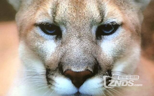 3999元即可打造私享巨幕影院，暴风AI无屏电视Max6深度评测