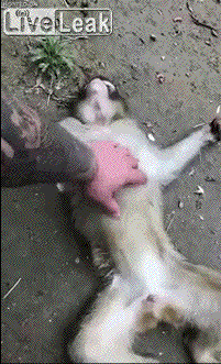 2721919_b383dd7b38725e425e294cb4c89d9637_1526223880.gif