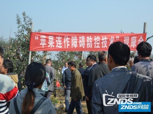 苹果树如何抗重茬？