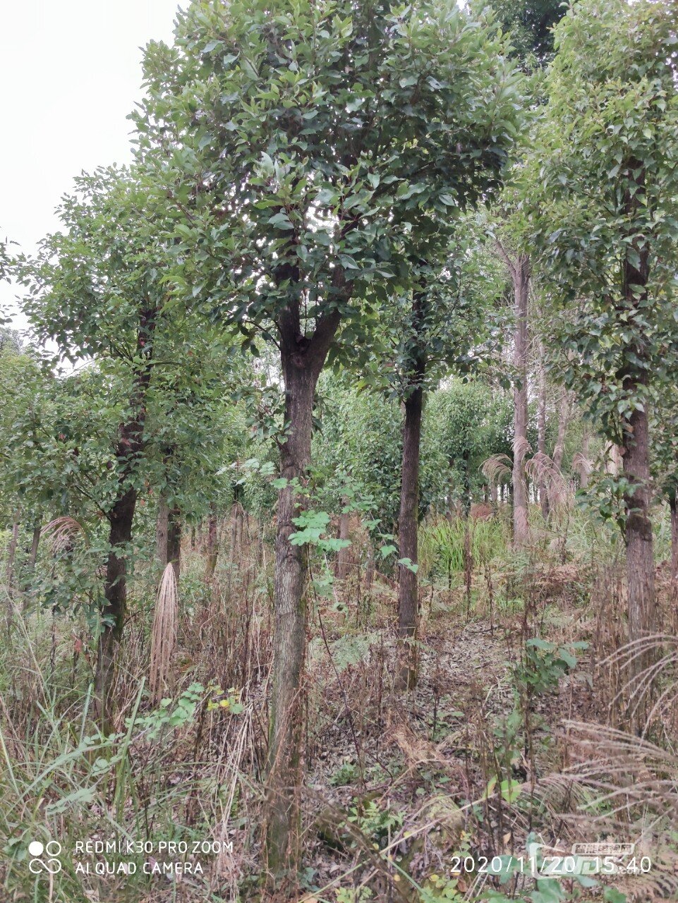 香樟树