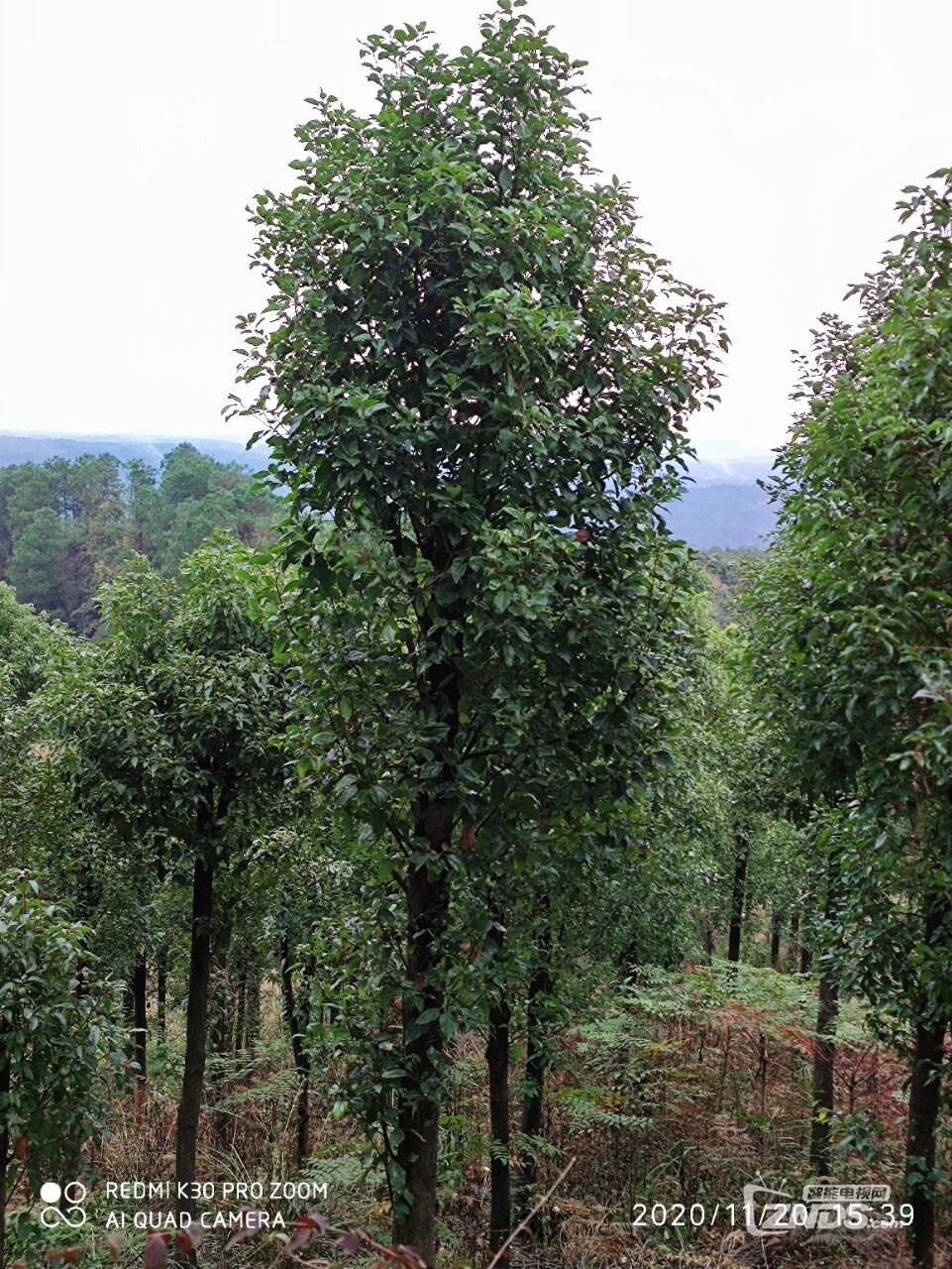香樟树