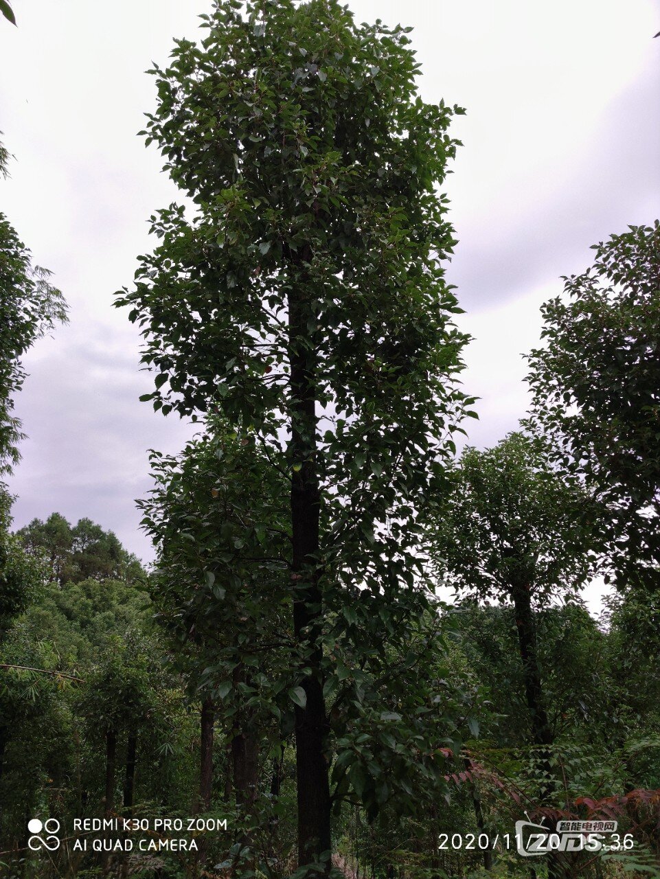 香樟树