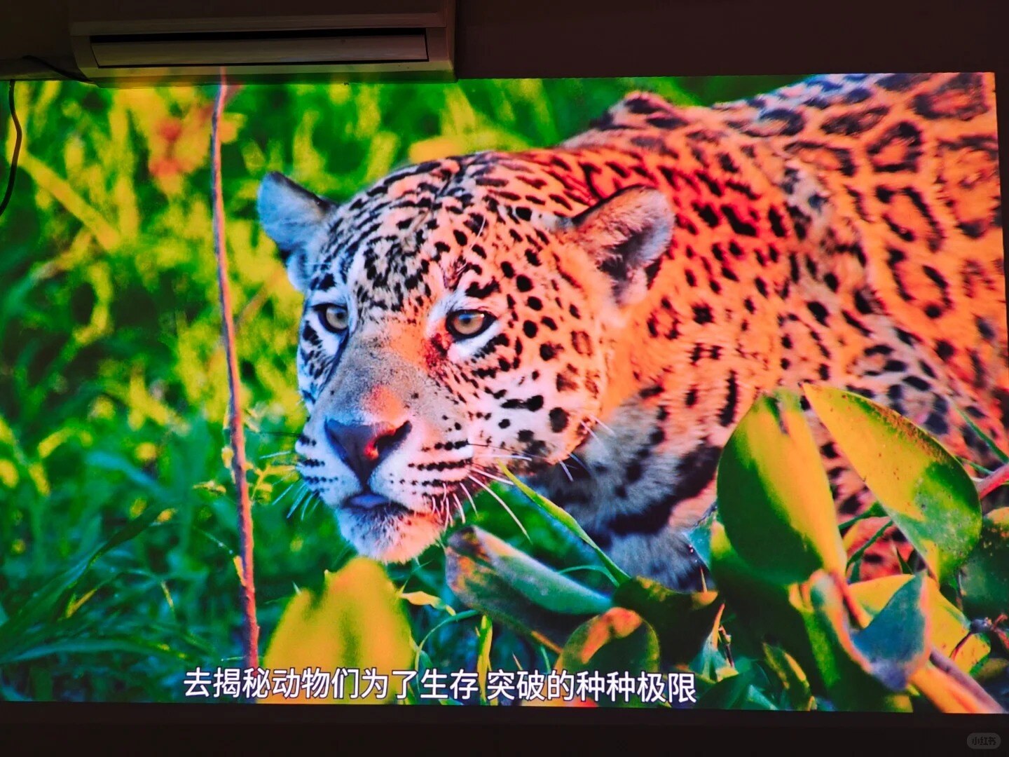 当贝f7pro使用感受_1_不速之客_来自小红书网页版.jpg