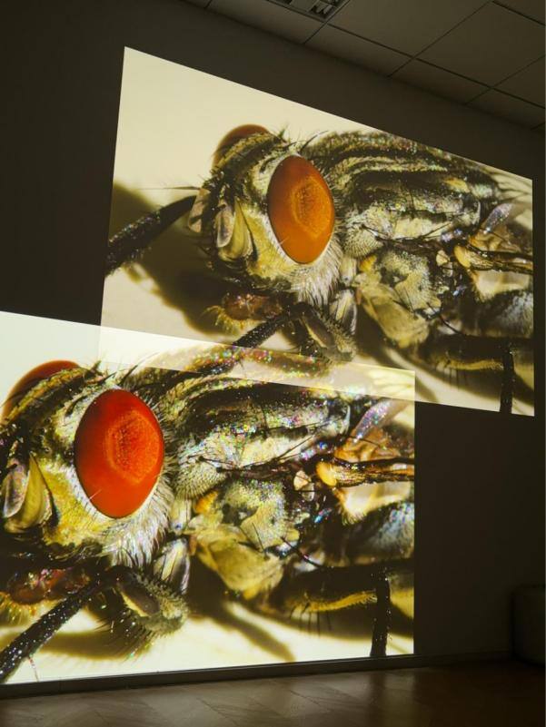 双十一投影仪怎么选？当贝X7 Max对比坚果N5，画质差距多大？