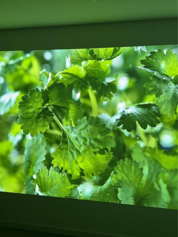 双十一投影仪怎么选？当贝X7 Max对比坚果N5，画质差距多大？