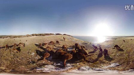 VR全景视频： 斯托克斯湾，袋鼠岛，南澳大利亚
