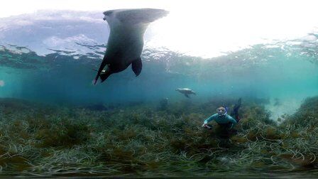 VR全景视频：南澳大利亚的海狮