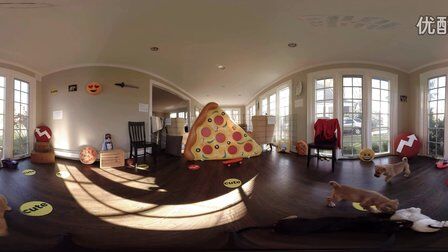 VR全景视频：小狗玩耍
